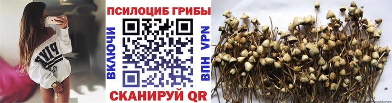 Галлюциногенные грибы Psilocybe Ялуторовск