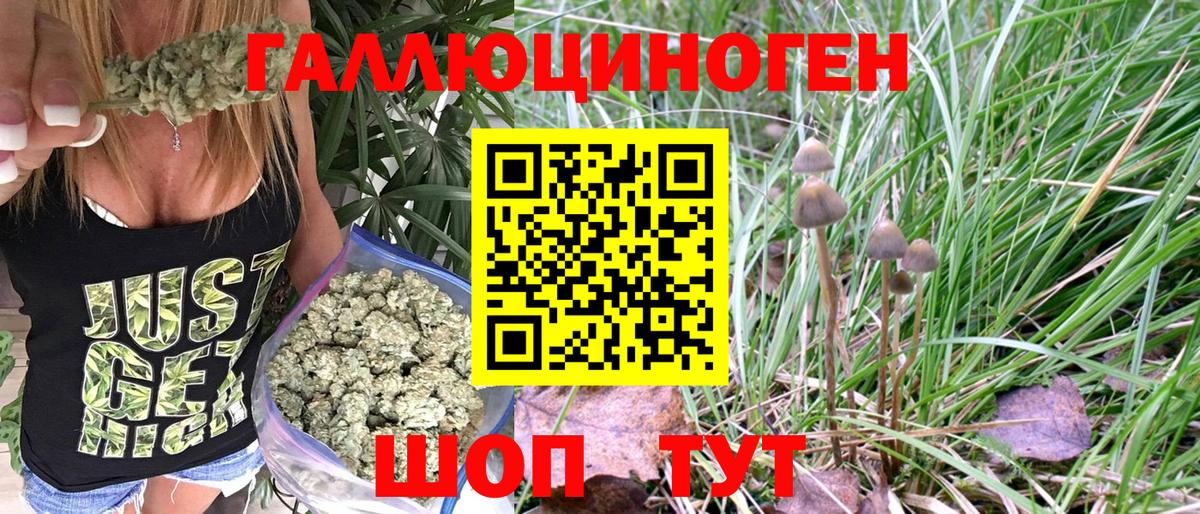 Псилоцибиновые грибы Psilocybine cubensis Ялуторовск